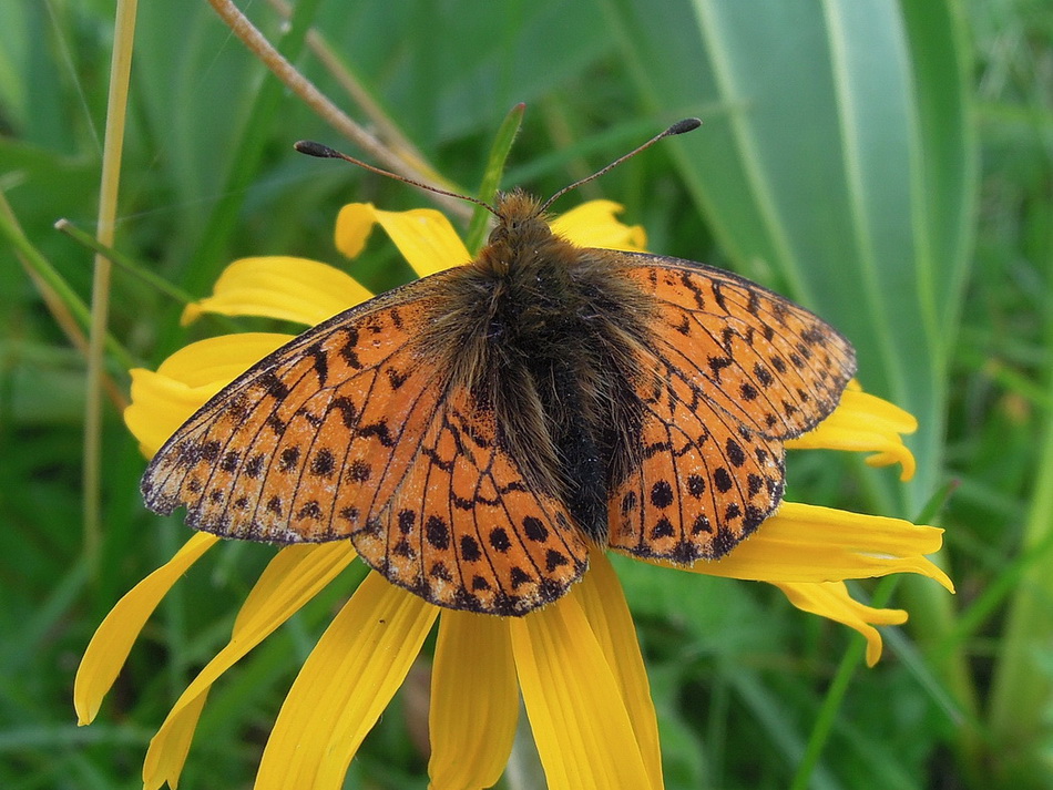 Boloria napaea o pales  ?   Entrambe....